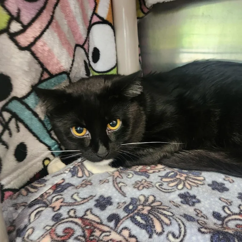 A young medium-sized male Black American Shorthair cat named Frodo for adoption in Brockton, MA