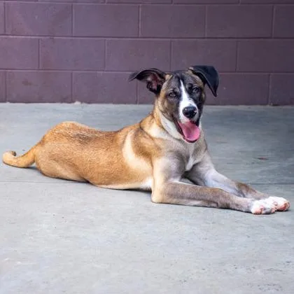 A baby medium-sized female Mixed Breed dog named Chess for adoption in Chamblee, GA