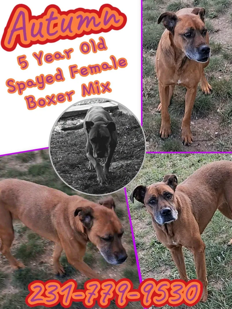 An adult medium-sized female Boxer dog named Autumn for adoption in Cadillac, MI