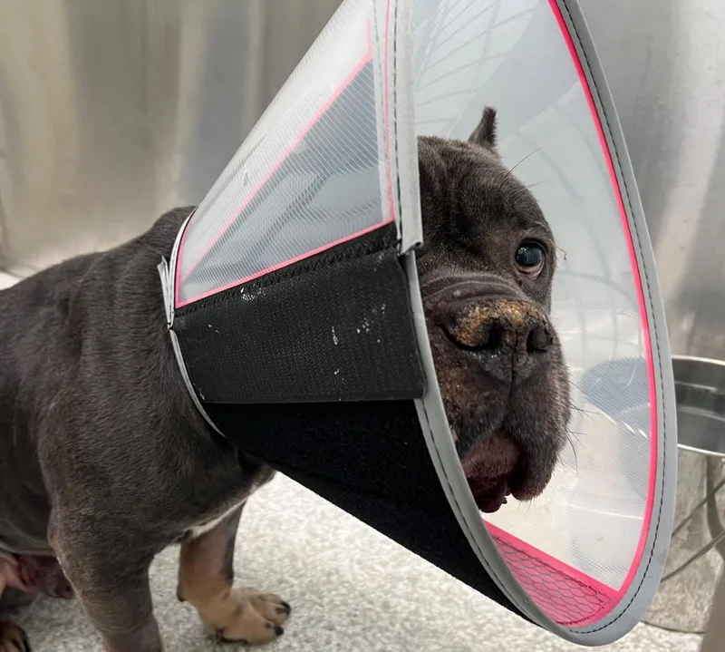 An adult large-sized male Mixed Breed dog named Rock for adoption in Raleigh, NC
