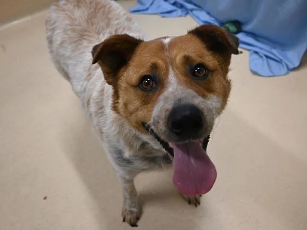 An adult extra large-sized female Australian Cattle Dog / Blue Heeler dog named Lucille for adoption in Portland, OR
