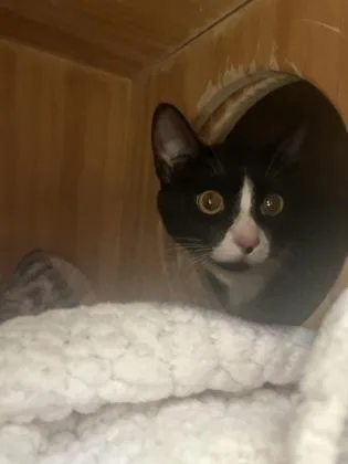 A young small-sized female Domestic Short Hair cat named Yuki for adoption in Seattle, WA