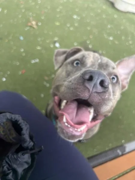 An adult large-sized male Mixed Breed dog named Spence for adoption in Austin, TX