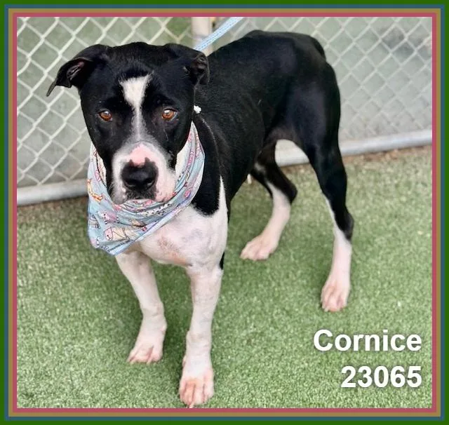 A senior large-sized male Black Staffordshire Bull Terrier dog named Cornice for adoption in Marietta, GA