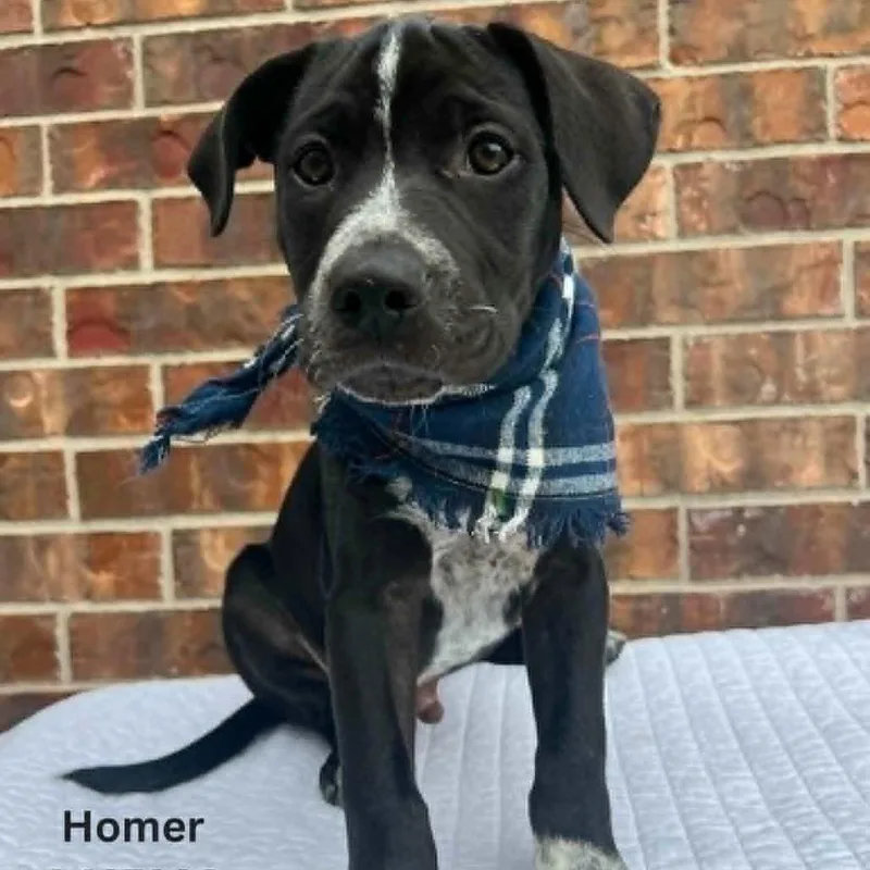 A baby small-sized male Black Mixed Breed dog named Homer for adoption in Tomah, WI