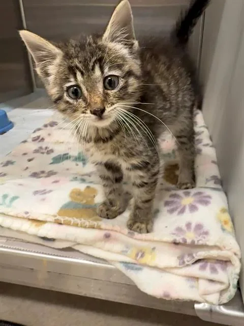 A baby small-sized female Domestic Short Hair cat named Maria for adoption in Baytown, TX