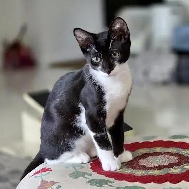 A baby small-sized female Domestic Short Hair cat named Jinx for adoption in West Chester, PA