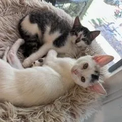 Purrincess Piper thumbnail 6