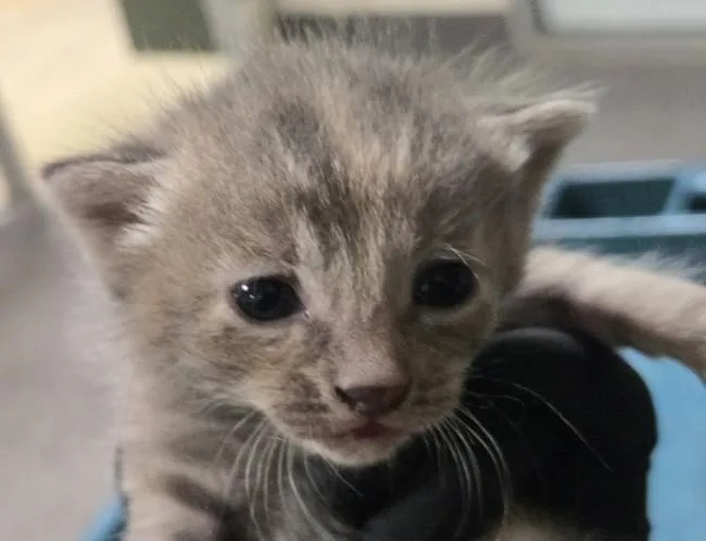 A baby small-sized female Domestic Short Hair cat named Abbey Tabby for adoption in Los Angeles, CA