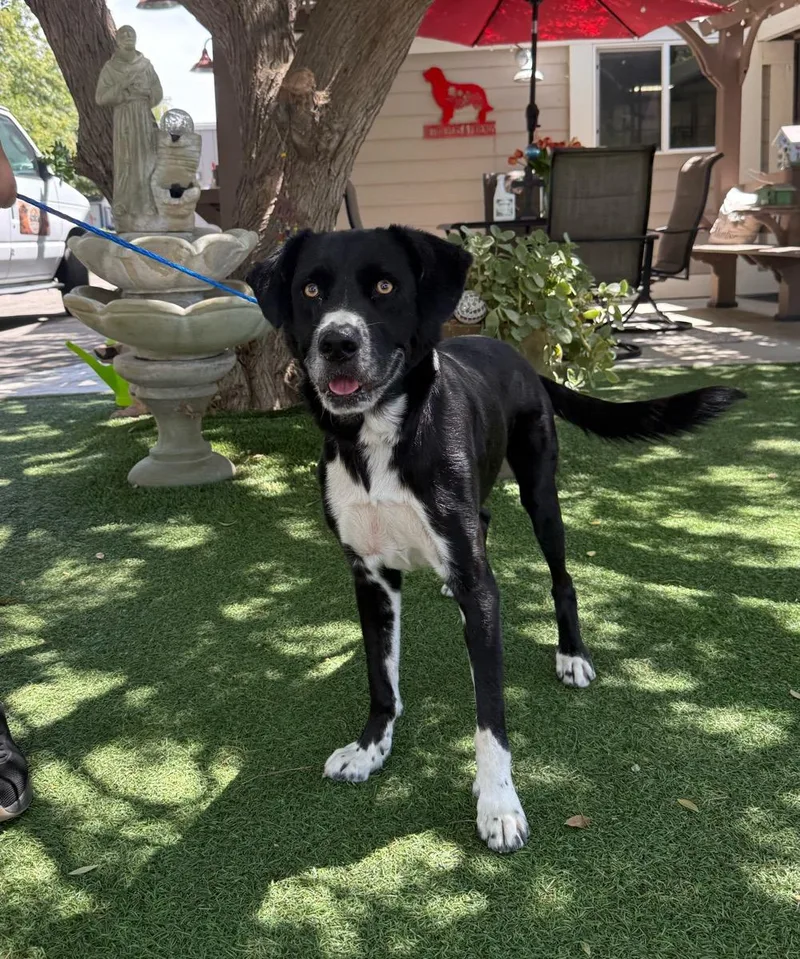 A senior medium-sized male Black Labrador Retriever dog named Duke for adoption in Temecula, CA