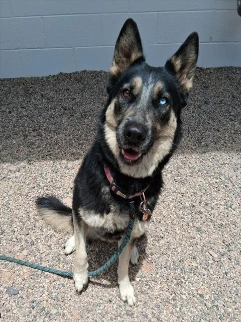 A young large-sized female Husky dog named Nova for adoption in Mesa, AZ
