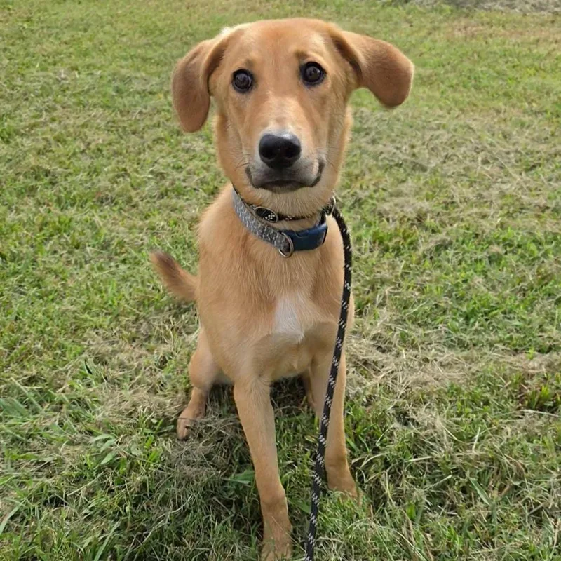 A young medium-sized female Golden Mixed Breed dog named Goldie for adoption in Jefferson city, TN
