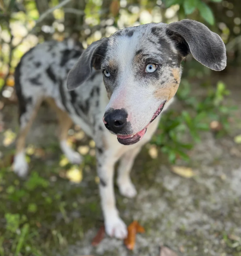 A young medium-sized female Catahoula Leopard Dog dog named Telly for adoption in Navarre, FL