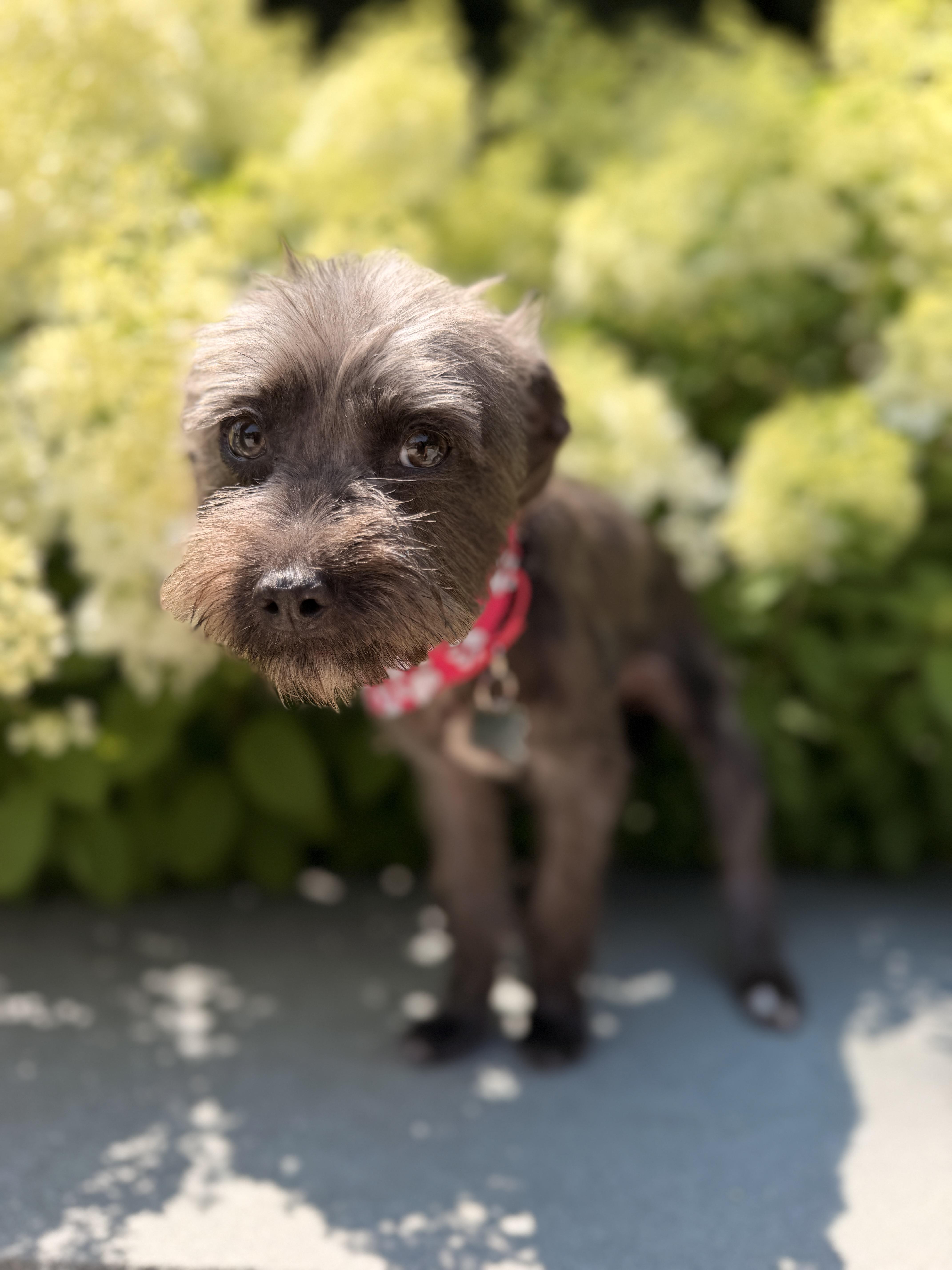 A baby small-sized female Schnoodle dog named Ariel for adoption in Thornwood, NY