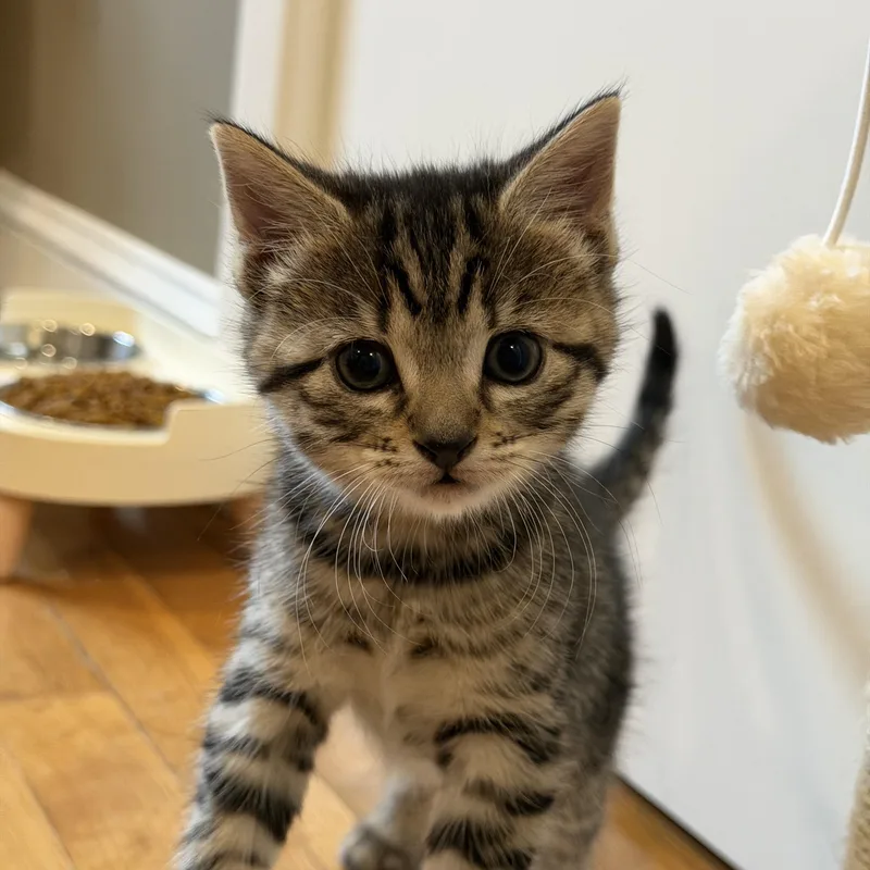 A baby medium-sized female Tabby (Gray / Blue / Silver) Domestic Short Hair cat named Ivy & Poppy for adoption in Acushnet, MA