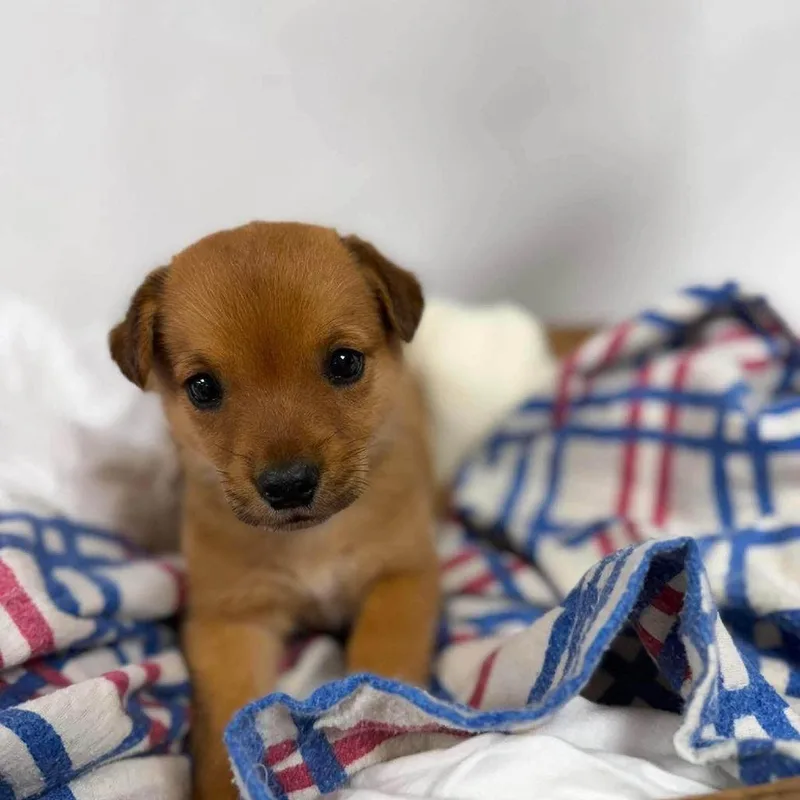 A baby medium-sized male Brown / Chocolate Cattle Dog dog named Shrek for adoption in Alexandria, VA