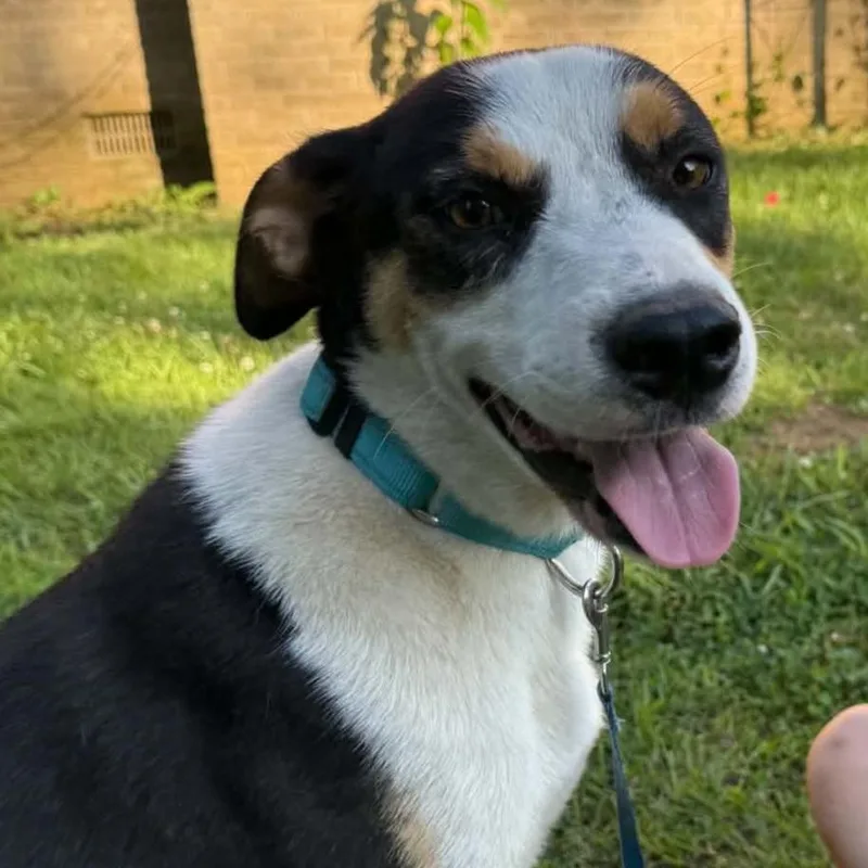 A young medium-sized male Husky dog named Bronco for adoption in Andover, MA