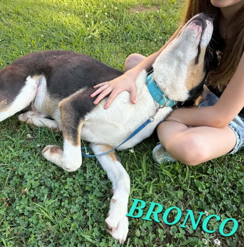 Bronco thumbnail 3