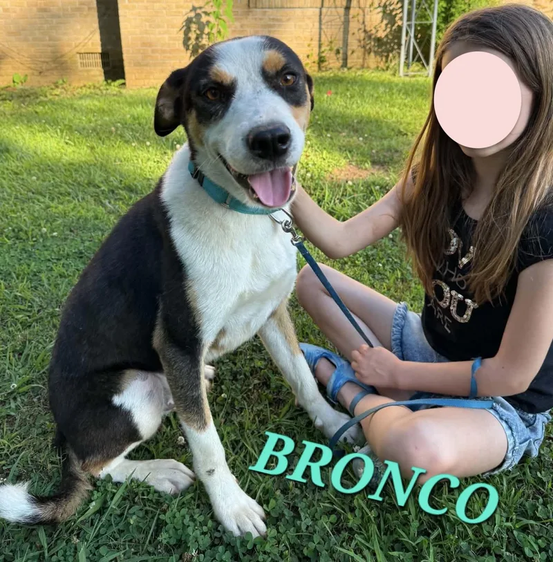 Bronco thumbnail 5