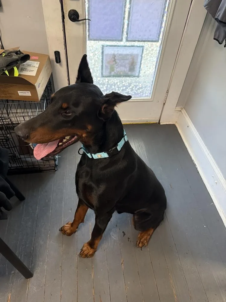 An adult large-sized male Brown / Chocolate Doberman Pinscher dog named Keiser for adoption in Mooresville, NC