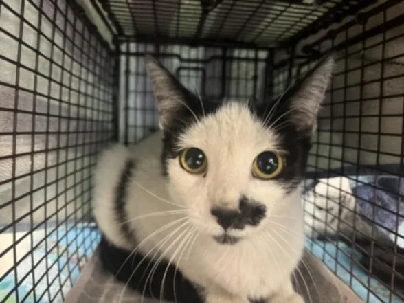 An adult large-sized female Domestic Short Hair cat named Patches for adoption in San Pedro, CA