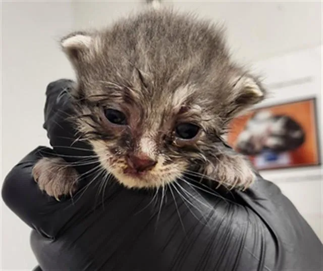 A baby small-sized female Domestic Short Hair cat named Elizabeth for adoption in Fort Lauderdale, FL