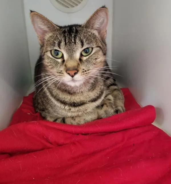 An adult small-sized female Domestic Short Hair cat named Antoinette for adoption in Escondido, CA