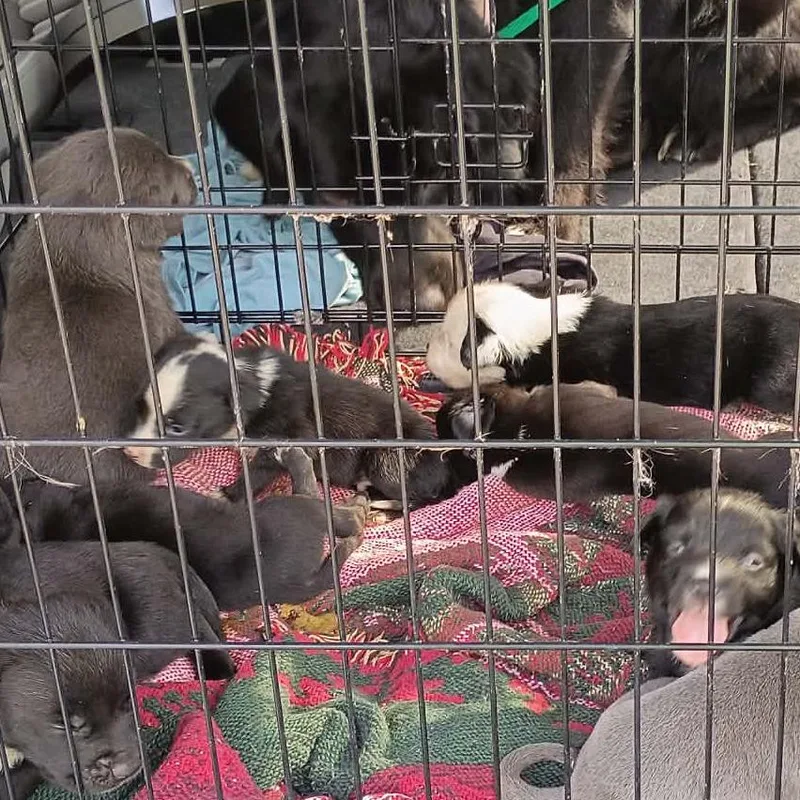 A baby medium-sized female Black Pit Bull Terrier dog named Gia for adoption in Lima, OH