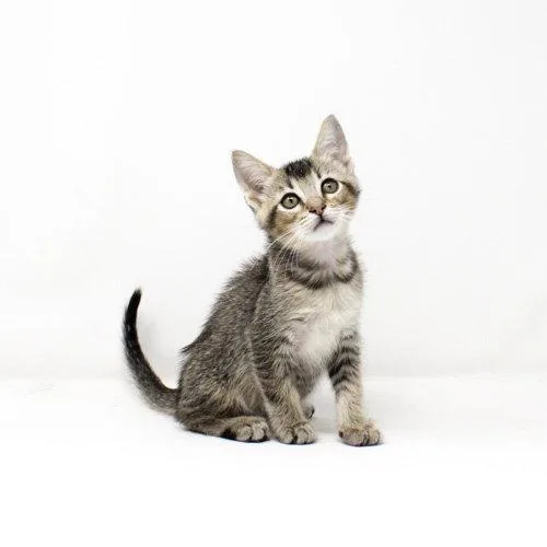 A baby medium-sized male Domestic Short Hair cat named Oren for adoption in Florence, AZ