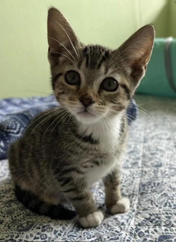A baby small-sized male Domestic Short Hair cat named Garry for adoption in Novato, CA