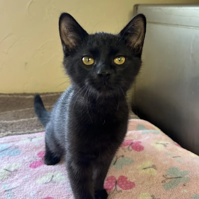 A baby medium-sized female Black Domestic Short Hair cat named Lizzy for adoption in Toledo, OH