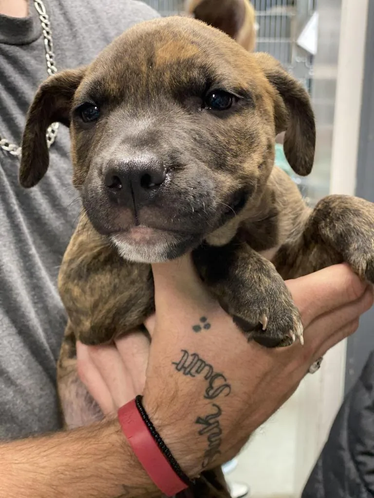 An adult large-sized male Pit Bull Terrier dog named Bruce for adoption in Hopkinsville, KY