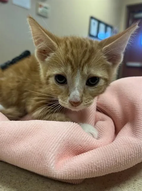 A baby small-sized male Domestic Short Hair cat named Mango for adoption in Thousand Palms, CA
