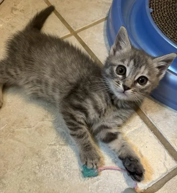 A baby small-sized female Domestic Short Hair cat named Jaguar for adoption in Charlotte, NC