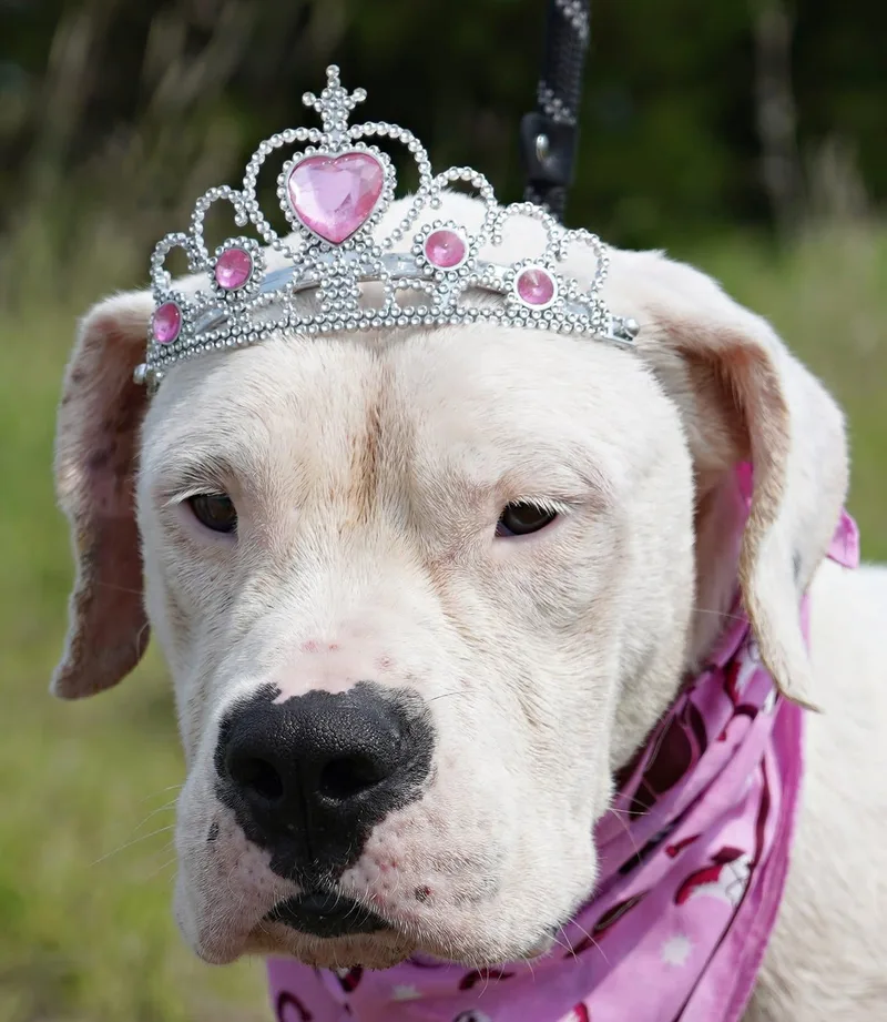 An adult large-sized female White / Cream Dogo Argentino dog named Bunnie XO for adoption in Temple, TX