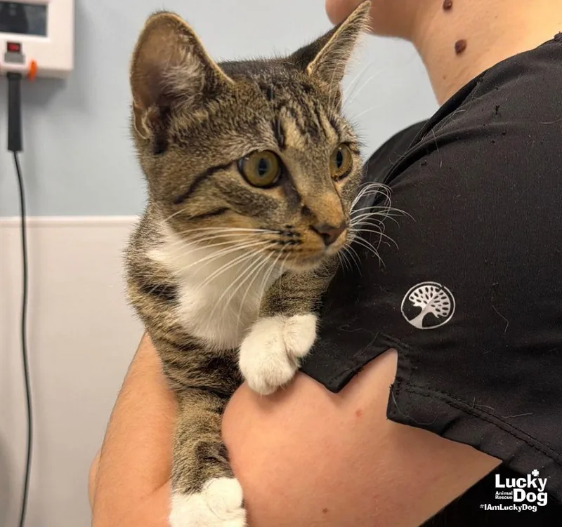 A young medium-sized female Domestic Short Hair cat named May for adoption in Washington, DC