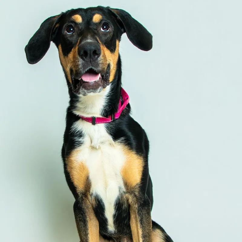 A young small-sized female Shepherd dog named Ryana for adoption in Knoxville, TN