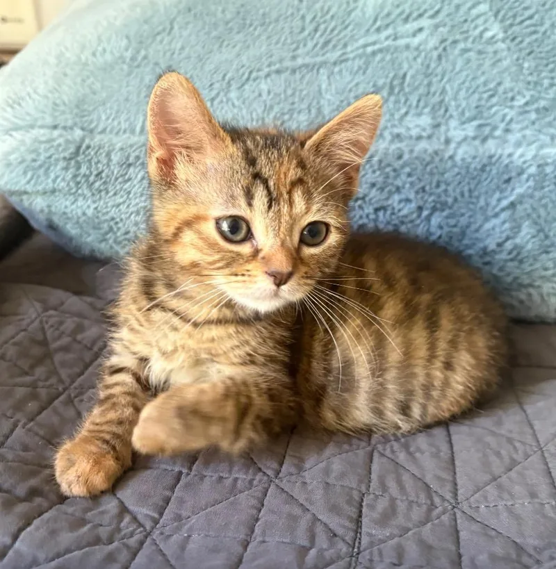 A baby medium-sized female Calico cat named Tippy for adoption in Newaygo, MI