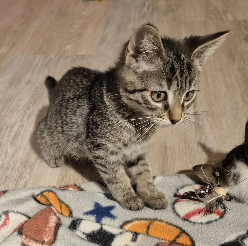 A baby small-sized female Domestic Short Hair cat named Pepita for adoption in South Bend, IN
