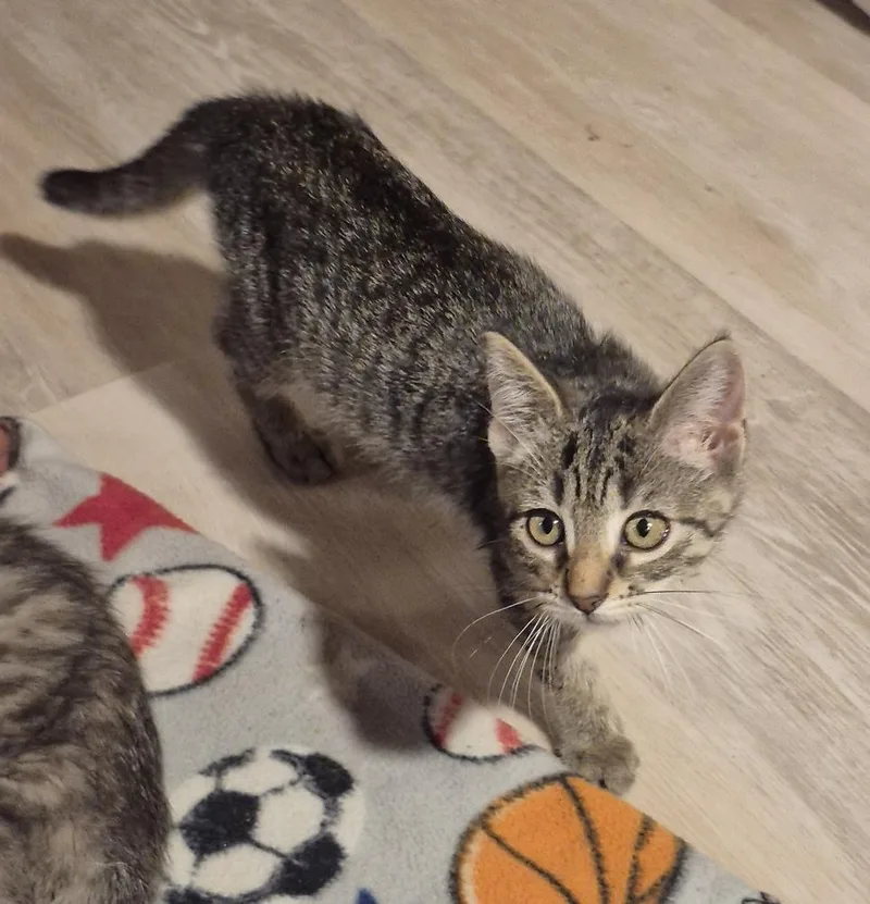 Pepita thumbnail 2