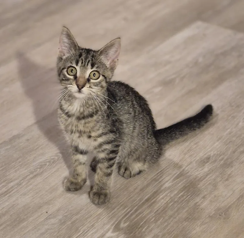 Pepita thumbnail 3