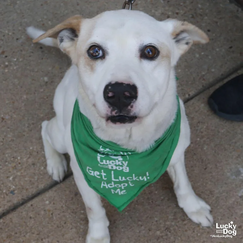 An adult medium-sized male Labrador Retriever dog named Beasty Boy for adoption in Washington, DC