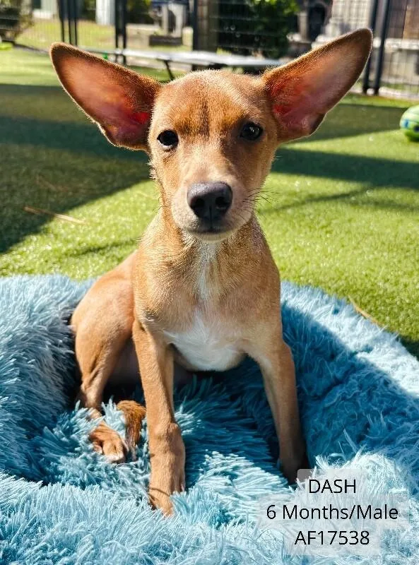 An adult small-sized male Chihuahua dog named Dash for adoption in Supply, NC
