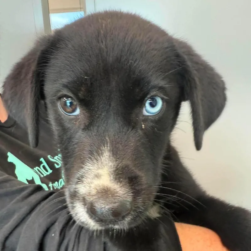 A baby small-sized male Black Mixed Breed dog named Burnt Ends for adoption in Sand Springs, OK