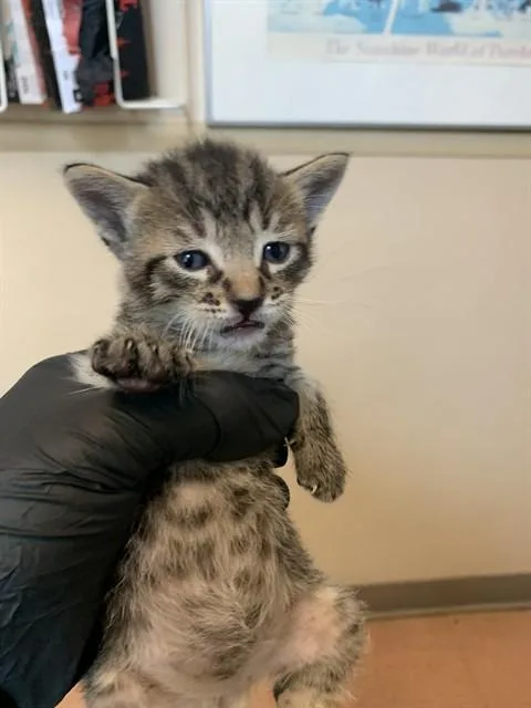 A baby small-sized male Domestic Short Hair cat named Hercules for adoption in San Jose, CA