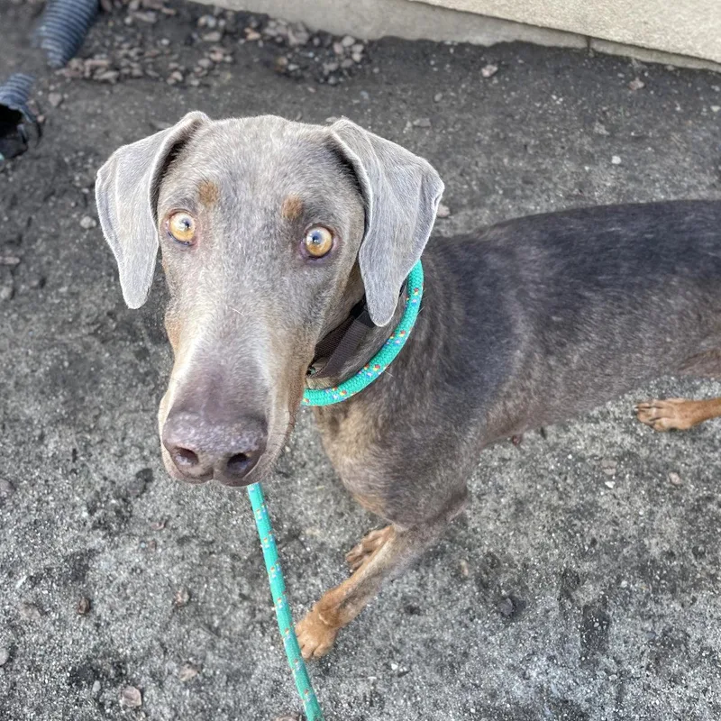 An adult medium-sized female Doberman Pinscher dog named Rosalia for adoption in Oakland, CA