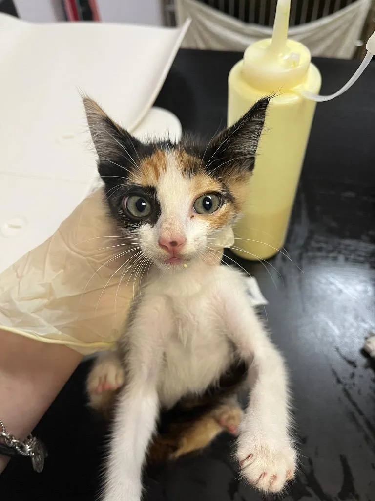 A baby medium-sized female Domestic Short Hair cat named Poncho for adoption in New Braunfels, TX