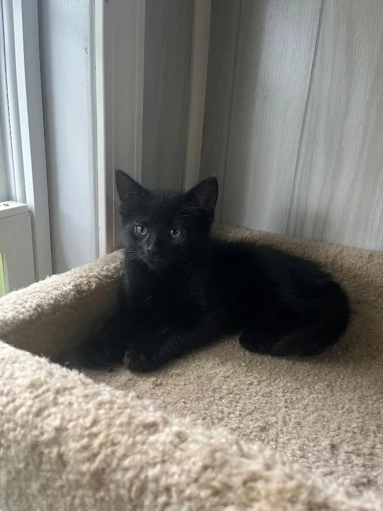 A baby small-sized female Domestic Short Hair cat named Aaliyah for adoption in Pierceton, IN