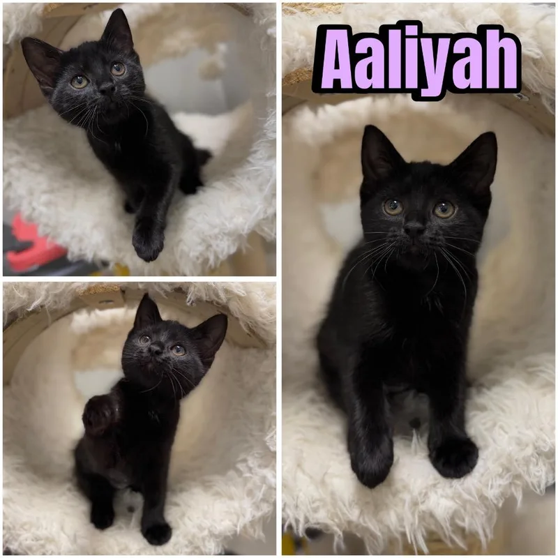 Aaliyah thumbnail 6