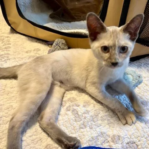 A young small-sized female Tortoiseshell Siamese cat named Fiona for adoption in Agoura Hills, CA